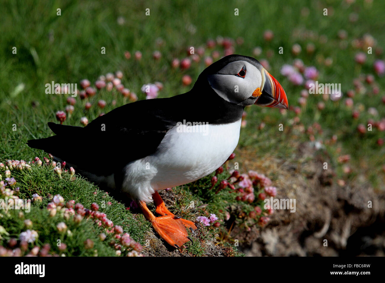 Puffin [auks] (Fratercula arctica) Foto Stock