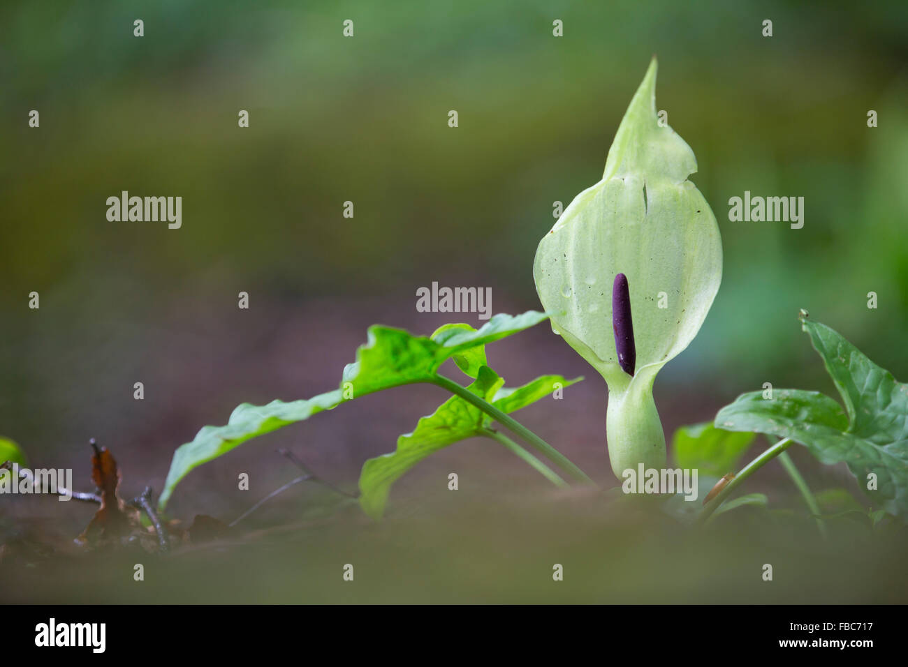 Il cuculo pinta; Arum maculatum Spadix; Cornovaglia; Regno Unito Foto Stock