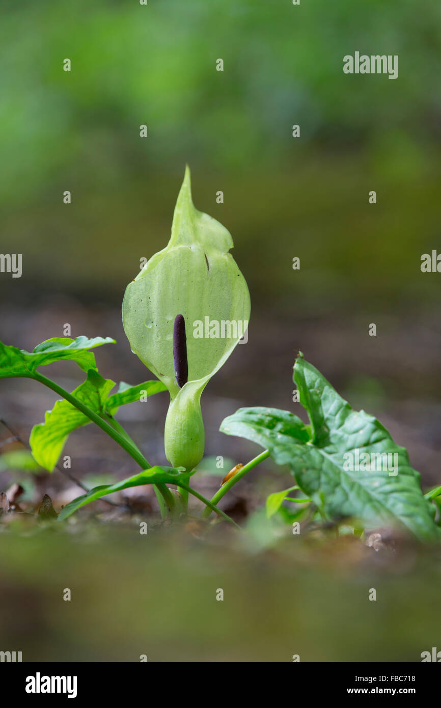 Il cuculo pinta; Arum maculatum Spadix; Cornovaglia; Regno Unito Foto Stock