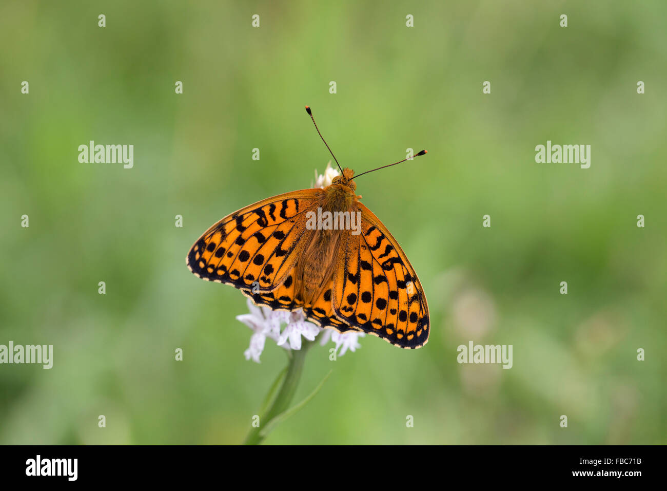 Verde scuro Fritillary Butterfly; Mesoacidalia aglaia singolo su Common Spotted Orchid; Cumbria, Regno Unito Foto Stock