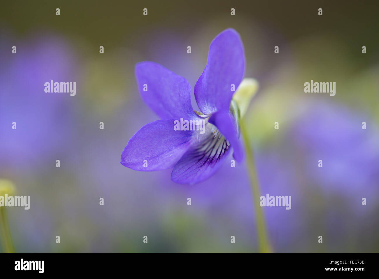 Cane viola; Viola riviniana fiore; Cornovaglia; Regno Unito Foto Stock