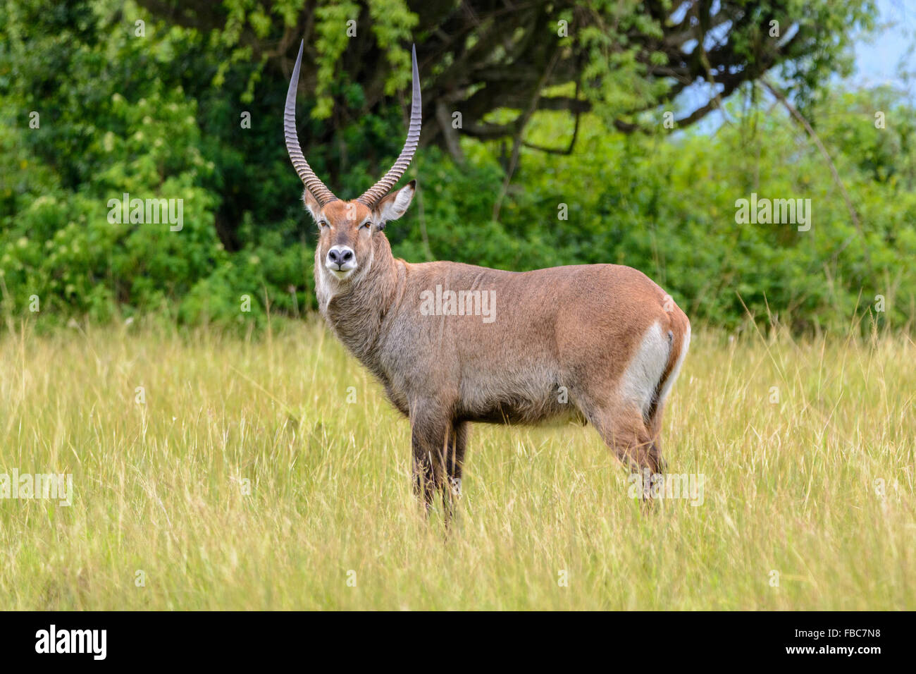 Defassa waterbuck, Queen Elizabeth National Park, Uganda, Africa Foto Stock