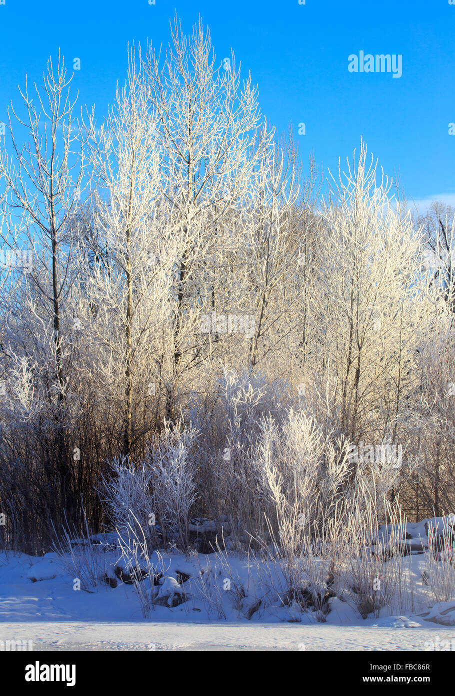 Alberi coperti in luminoso bianco neve a Belgrado, Montana. Foto Stock