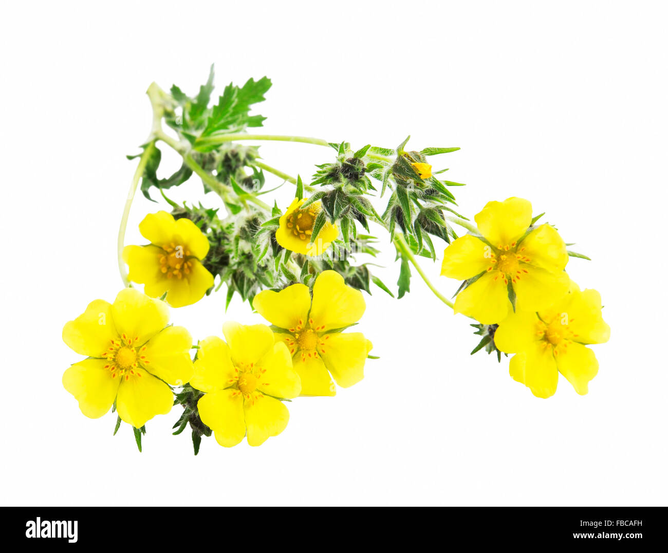 Potentilla Reptans pianta medicinale isolato su bianco Foto Stock