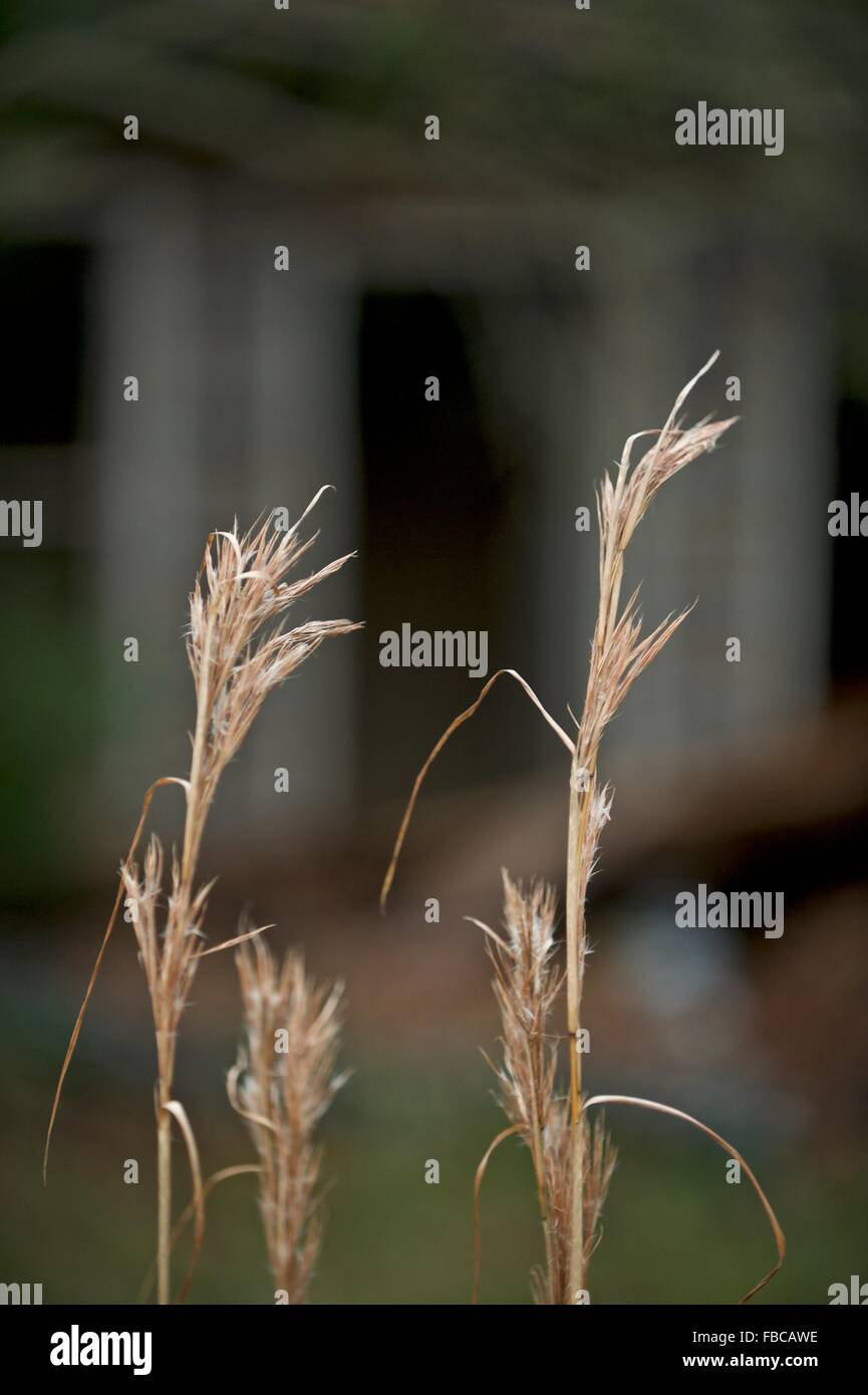 Ci sono molti diversi tipi di erba e tutti possono guardare bello nella giusta luce! Foto Stock