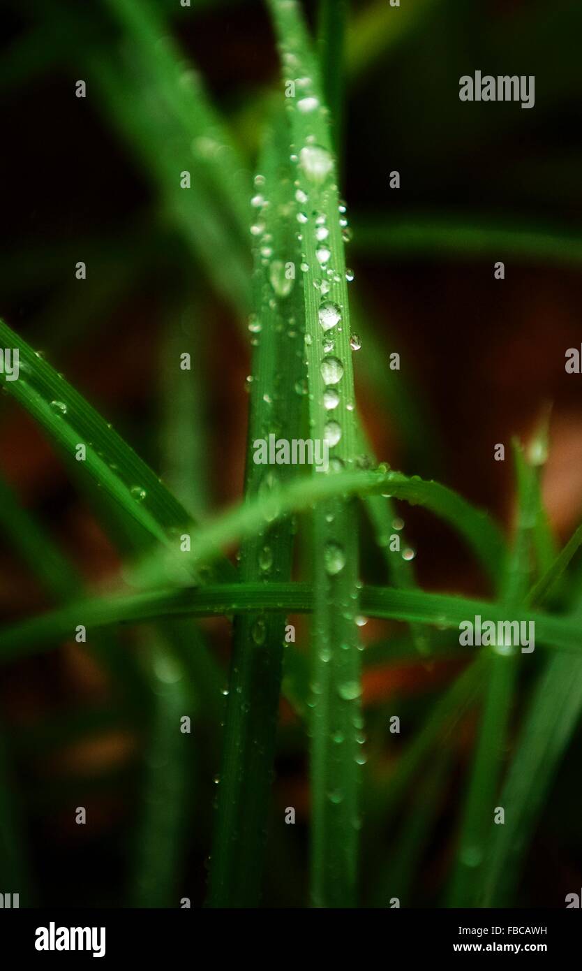 Ci sono molti diversi tipi di erba e tutti possono guardare bello nella giusta luce! Foto Stock