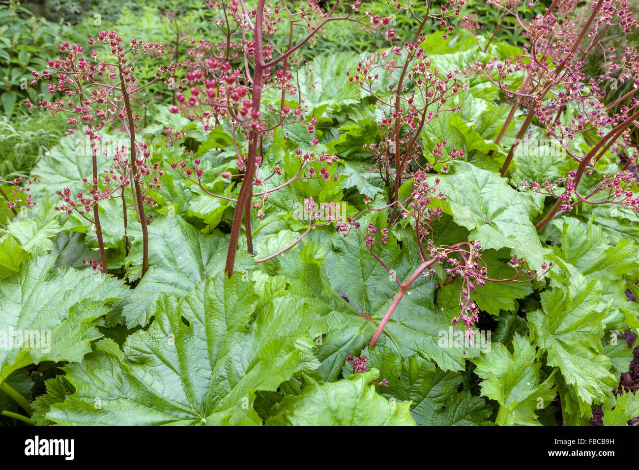 Darmera peltata, rabarbaro indiano o pianta ombrello, nuove foglie nuove e fiori sbiaditi Foto Stock
