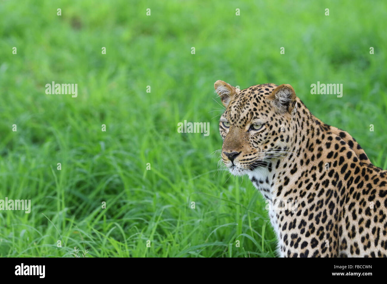 Ritratto di un Leopardess in verde Foto Stock