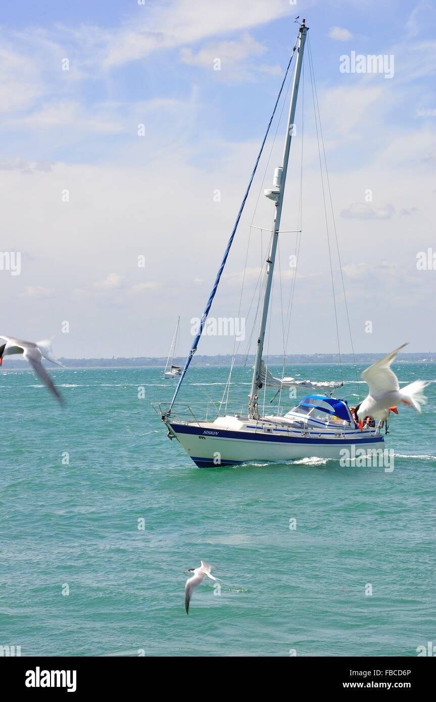 Yacht a vela sotto la potenza del motore con i gabbiani in primo piano Foto Stock