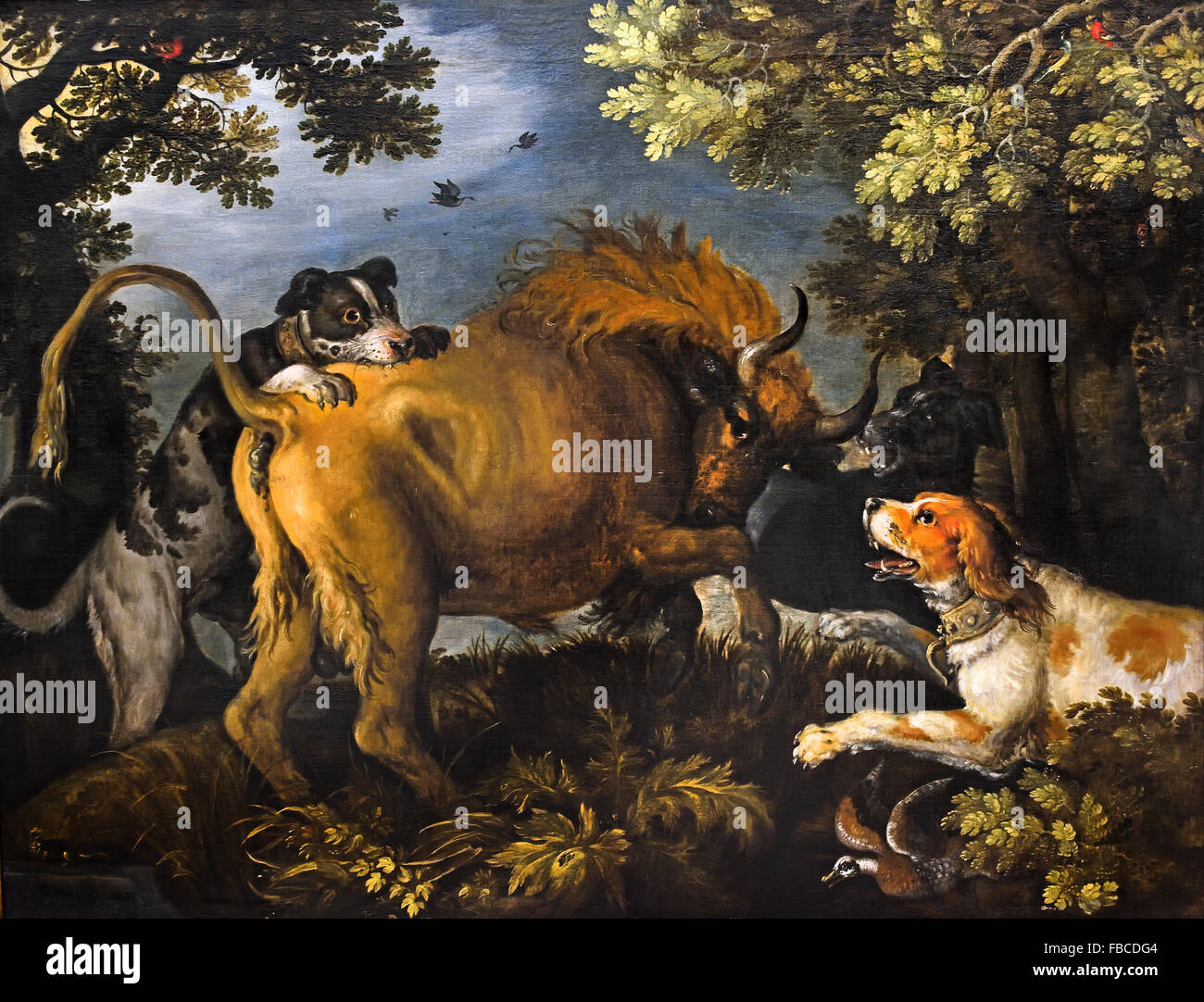 Bison attaccato da cani Roelant Savary 1576-1639 belga fiamminga del Belgio Foto Stock