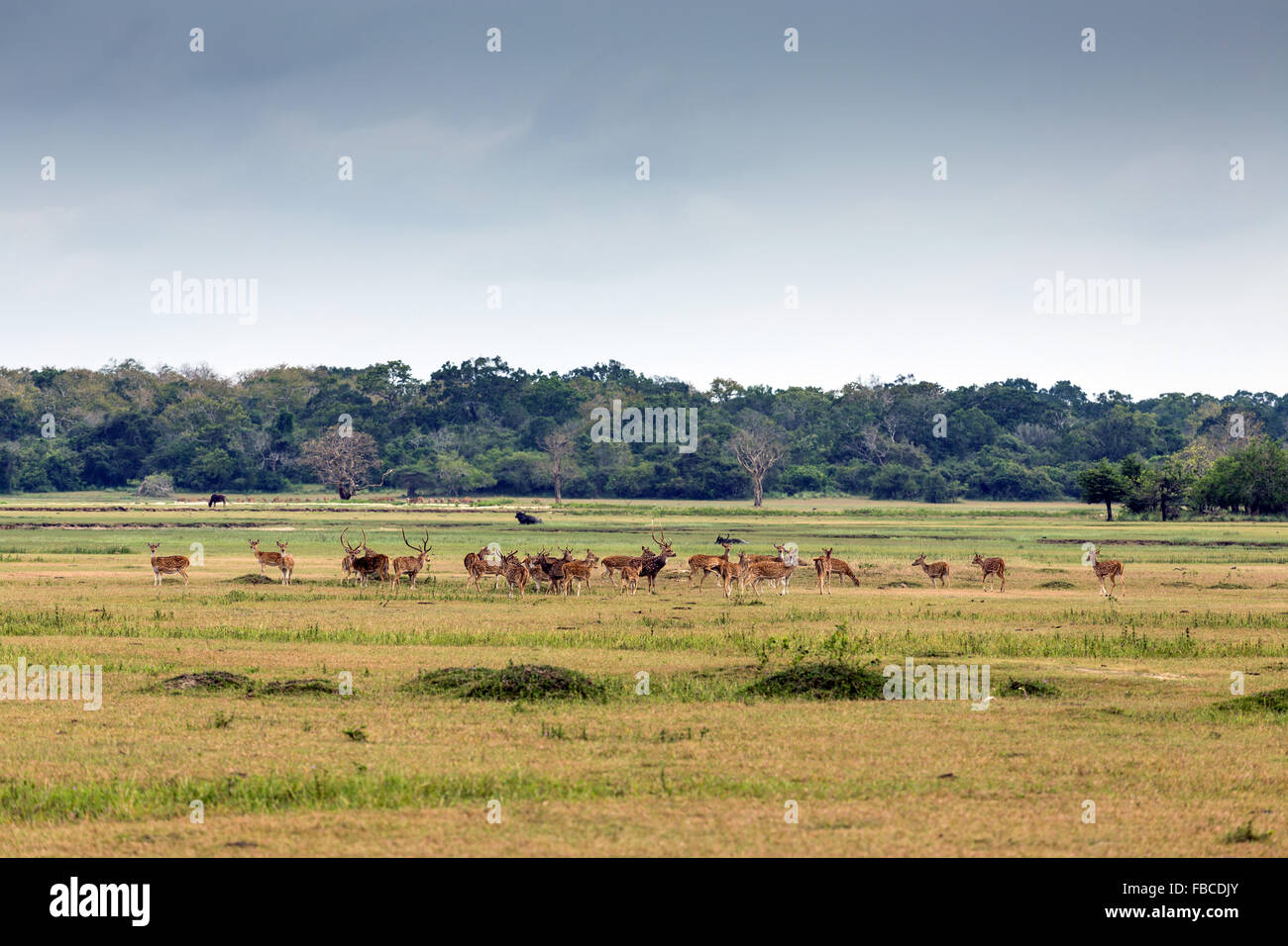 Kumana National Park, precedentemente Yala Est, Kumana, Provincia Orientale, Sri Lanka, Asia - Sri Lanka cervi asse Foto Stock