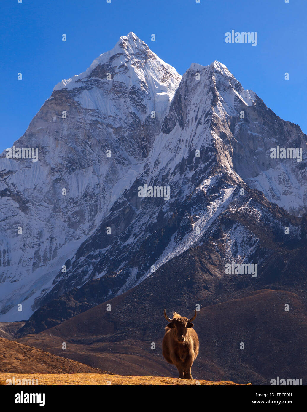 Yak con sfondo di montagne Foto Stock