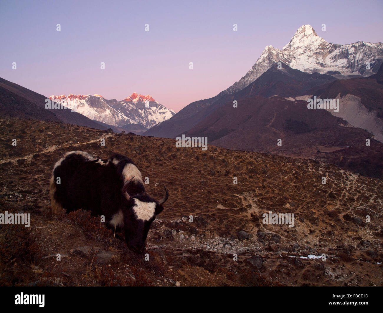 Yak e Ama Dablam inverno vista serale Foto Stock