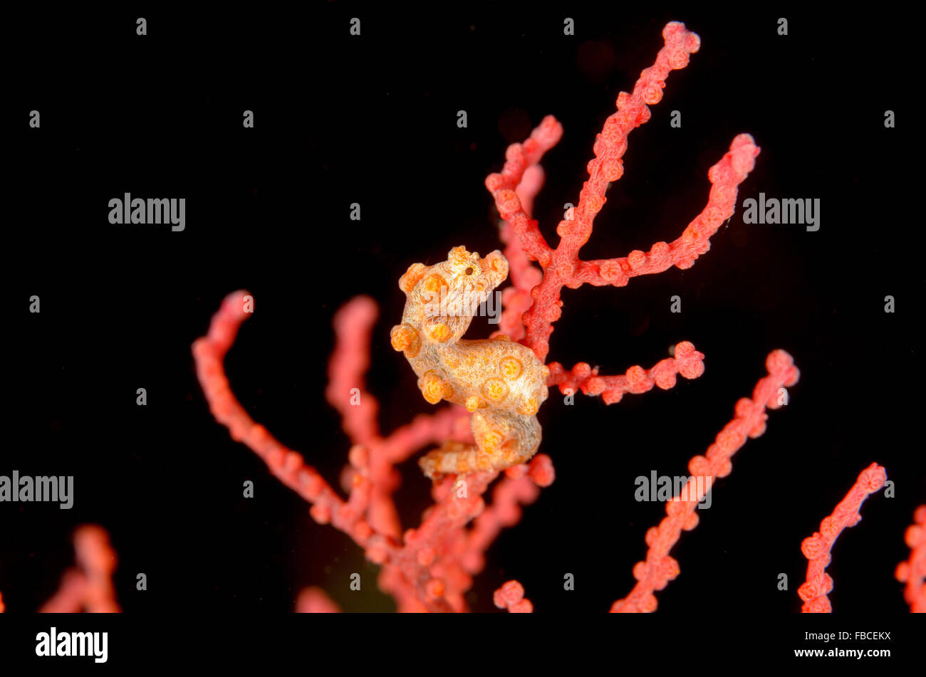 Giallo cavalluccio marino pigmeo, Hippocampus bargibanti, a isole Misool, Indonesia. Foto Stock