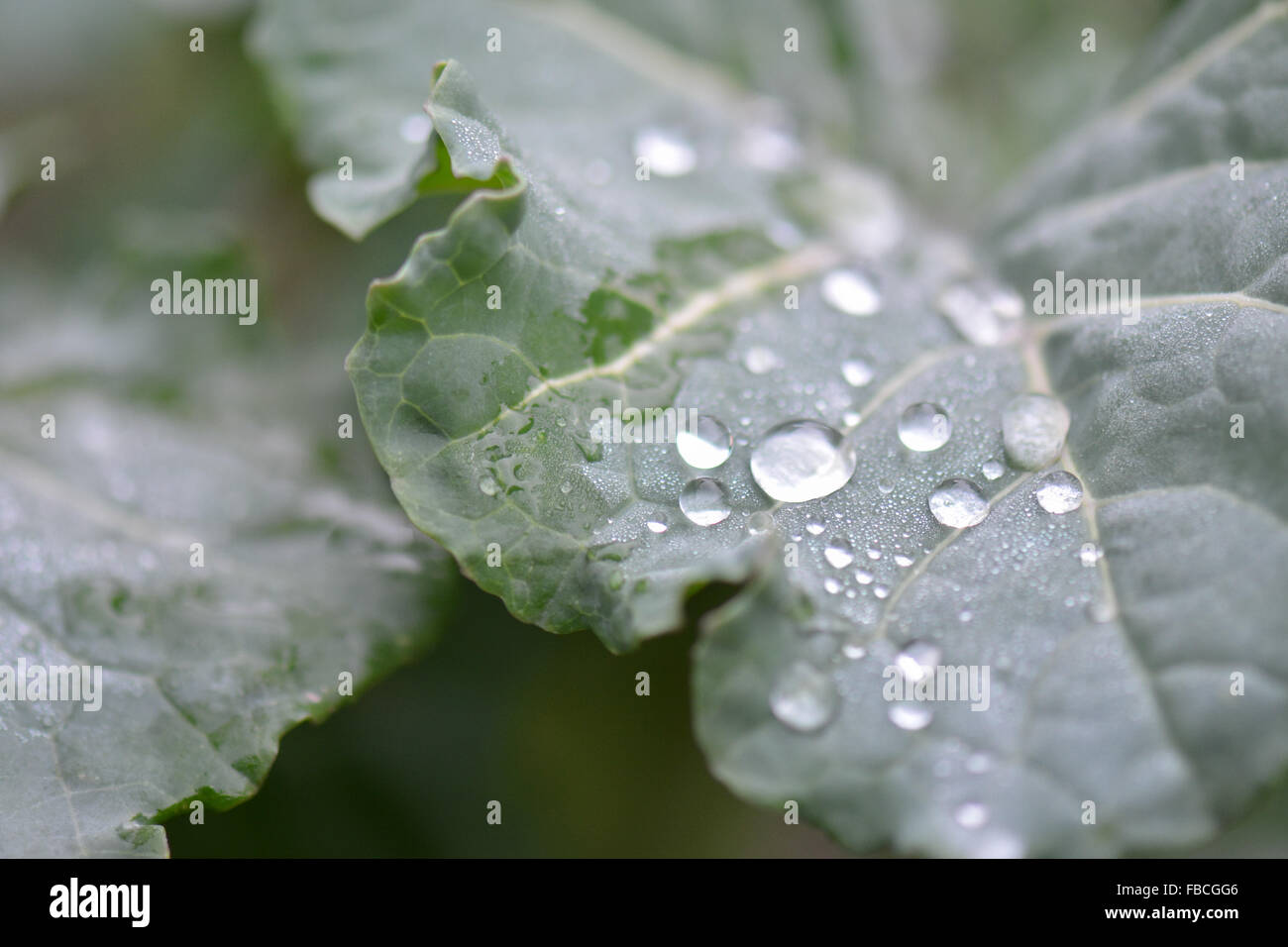 Gocce di rugiada su viola broccoletti foglie di piante Foto Stock