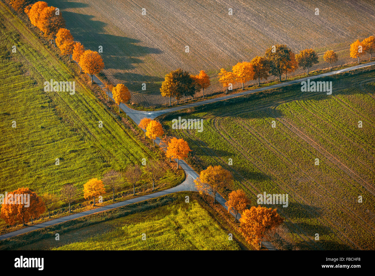 Vista aerea, viale alberato, strade sterrate, crocevia, doppio crossover, autunno rinascita, foglie di autunno, agricoltura, campi Foto Stock