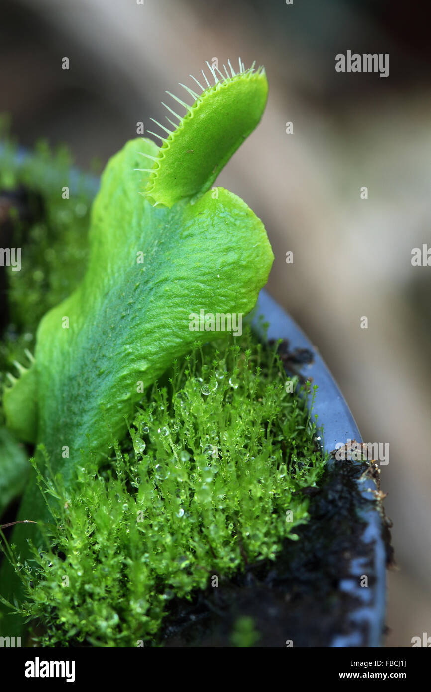 Dionaea muscipula o noto come acchiappamosche al giovane pianta Foto Stock