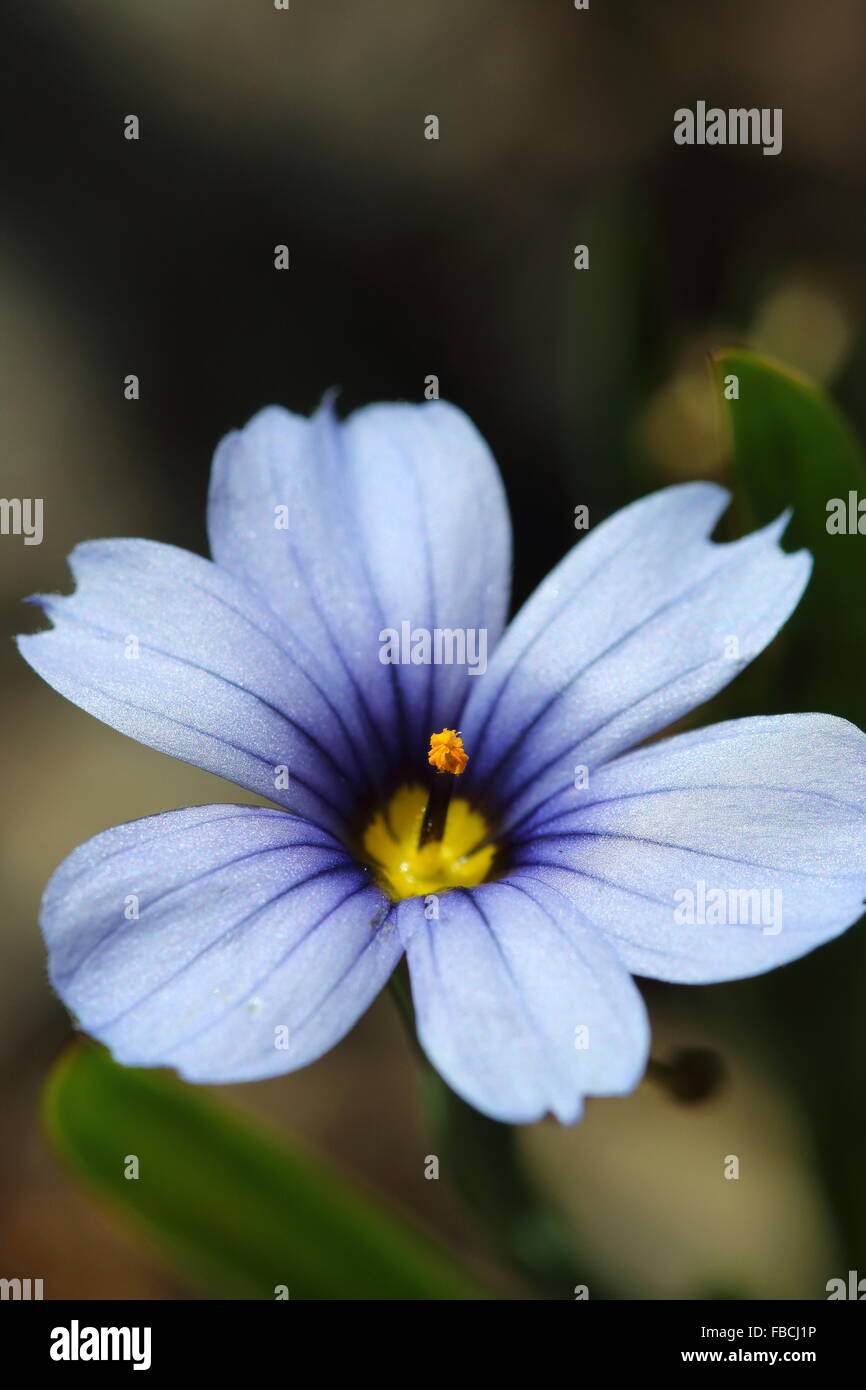 Close up Sisyrinchium bellum o noto anche come erba Blue-Eyed Foto Stock