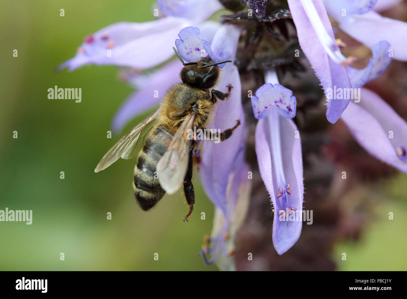 Close up di un ape su Dogbane Plectranthus caninus, Colues canina fiore Foto Stock