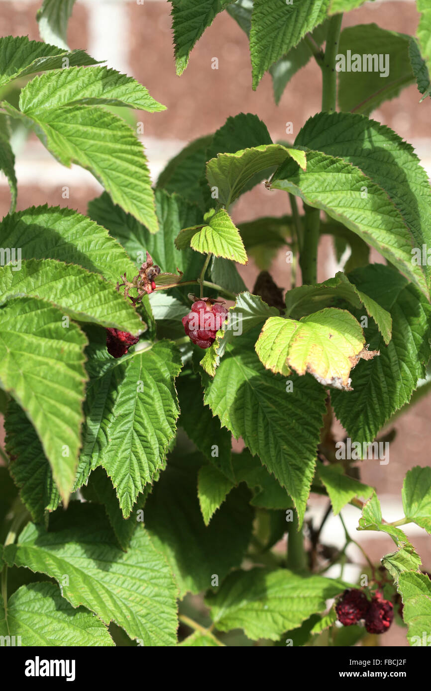 Giovani foglie di lampone con frutti Foto Stock