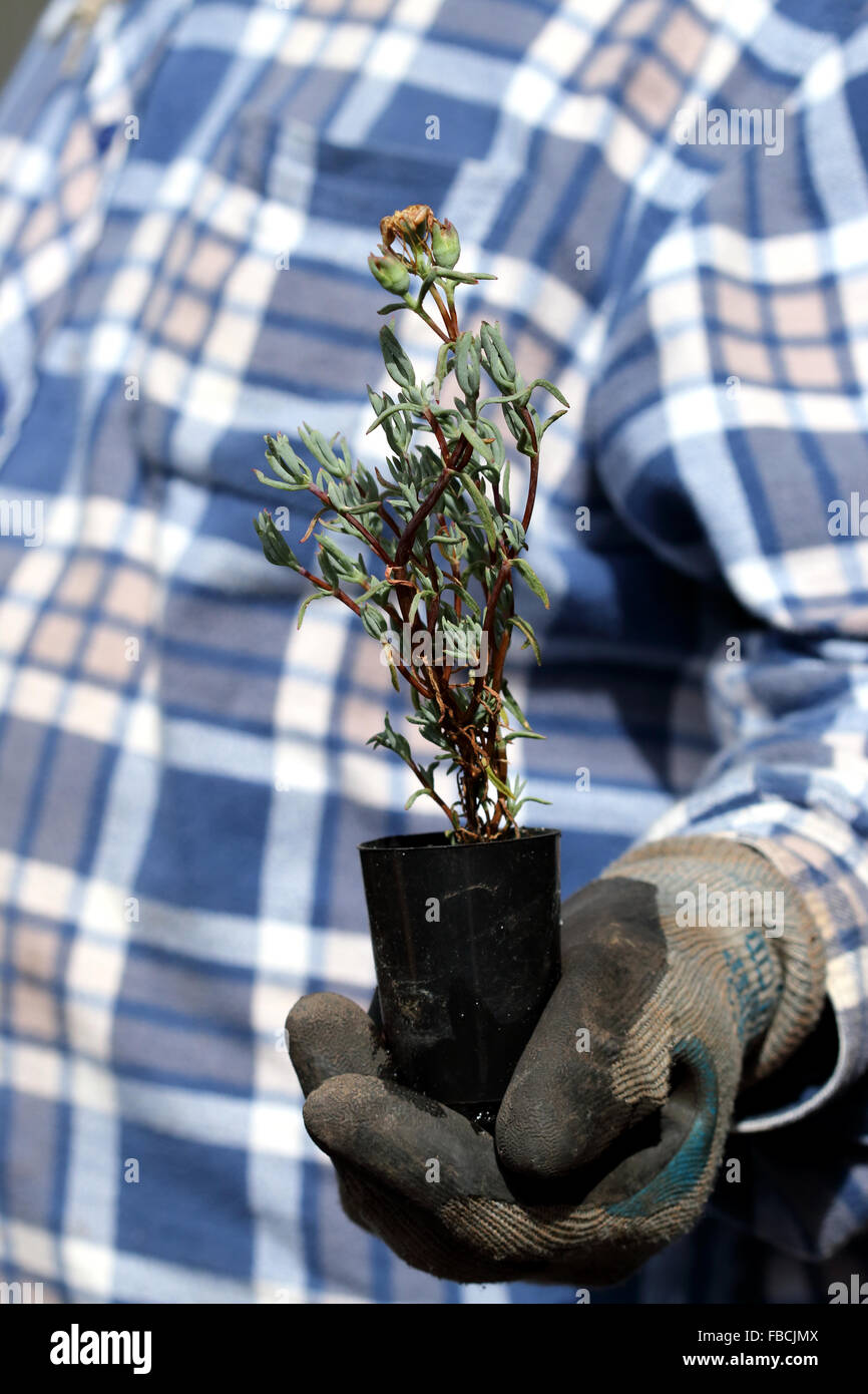 Mano che tiene il ghiaccio succulente vegetali o noto anche come Lampranthus specie e ibridi derivati Foto Stock