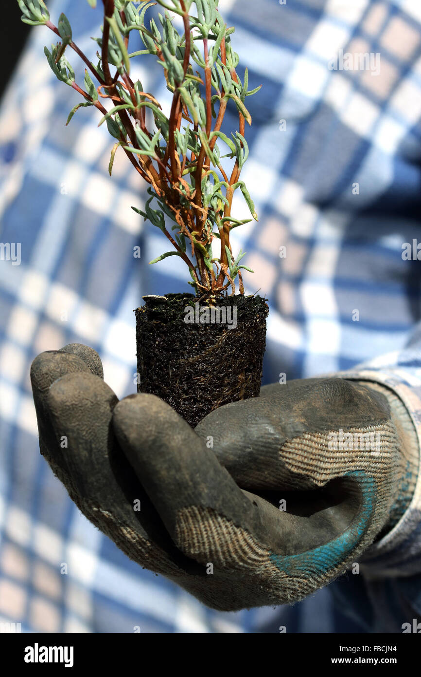Mano che tiene il ghiaccio succulente vegetali o noto anche come Lampranthus specie e ibridi derivati Foto Stock