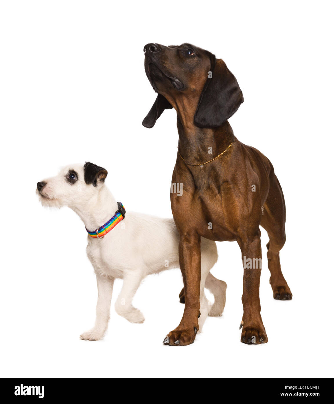 Russel terier bavarese e il cane da montagna su bianco Foto Stock