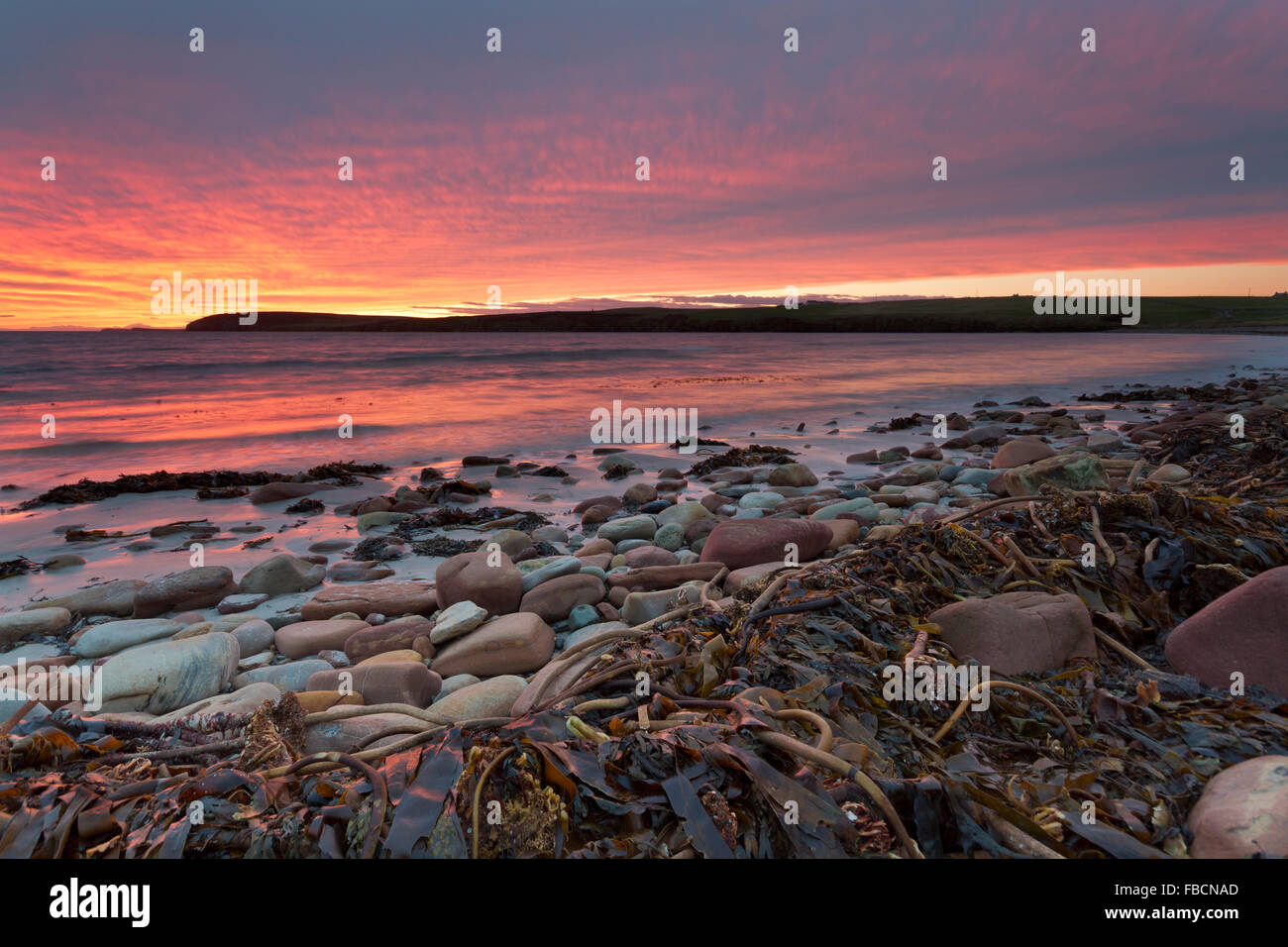 Kelp sul litorale delle Orkney Foto Stock