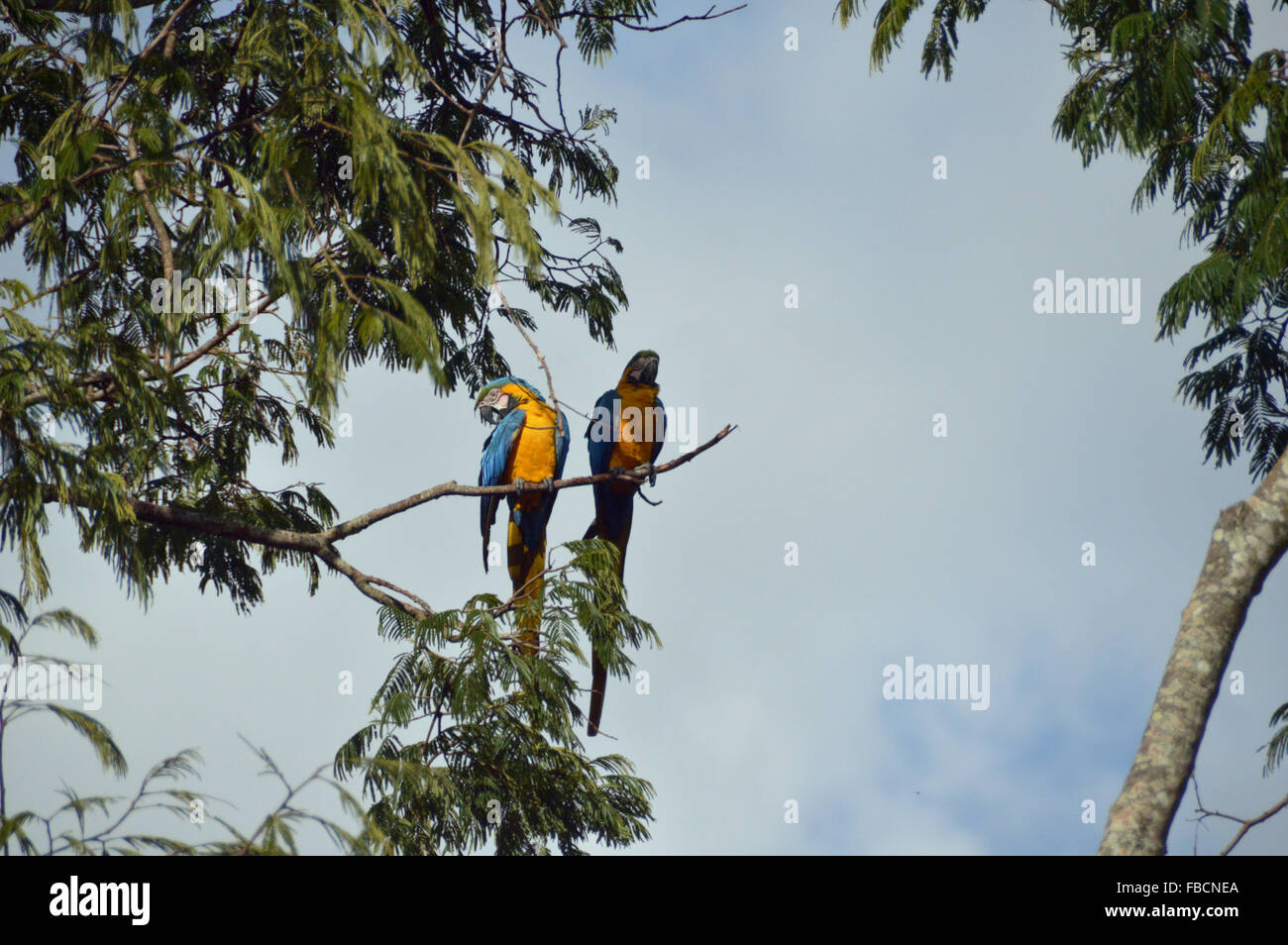 Macaws canindé, blu e giallo macaws, uccelli, aves da Chapada dos Veadeiros, Goiás. Foto Stock