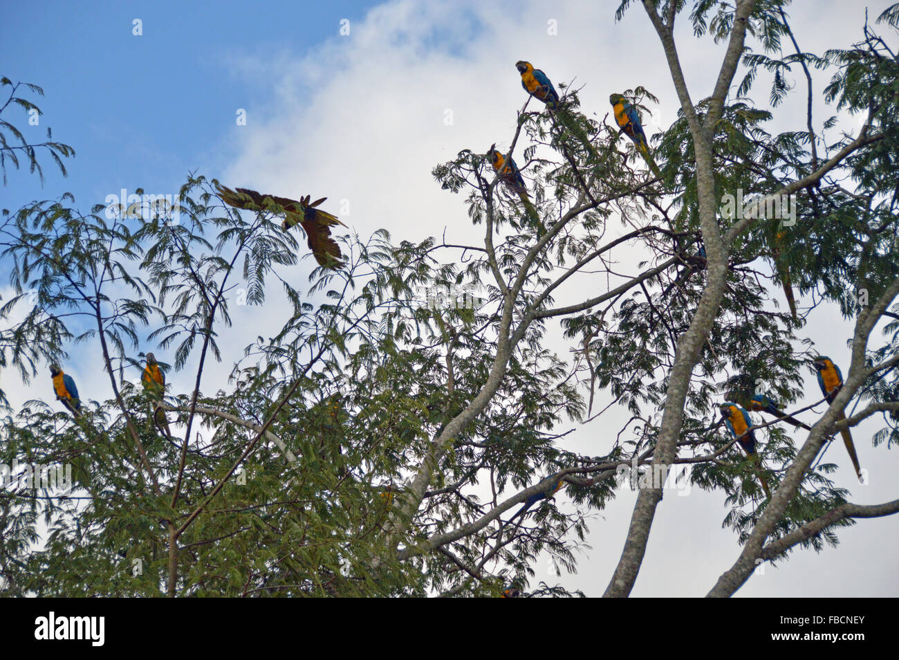 Il blu e il giallo macaws, araras canindé voando, Chapada dos Veadeiros,Goiás Foto Stock