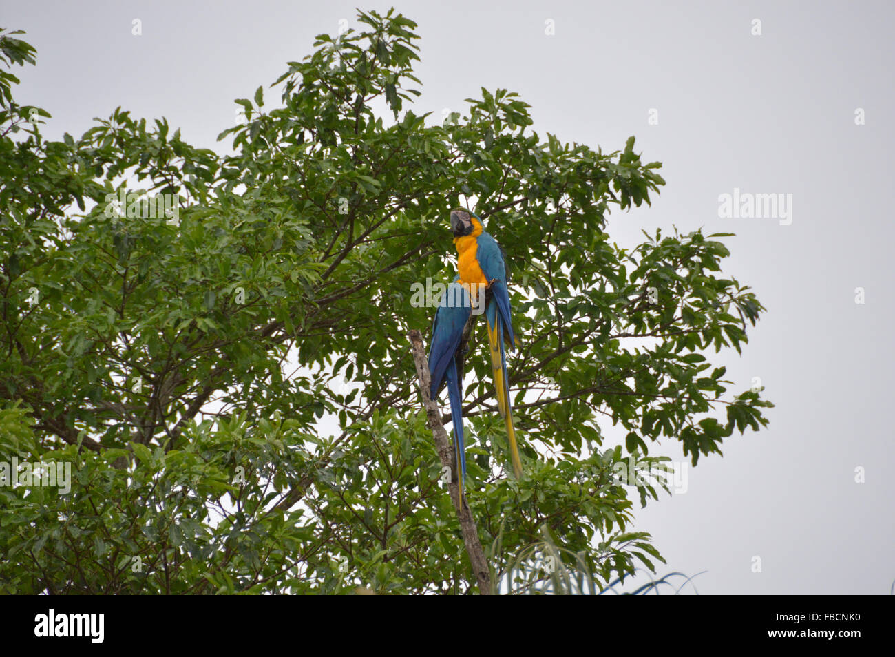 Macaws canindé, Aves, uccelli, blu e giallo macaws su un albero Foto Stock
