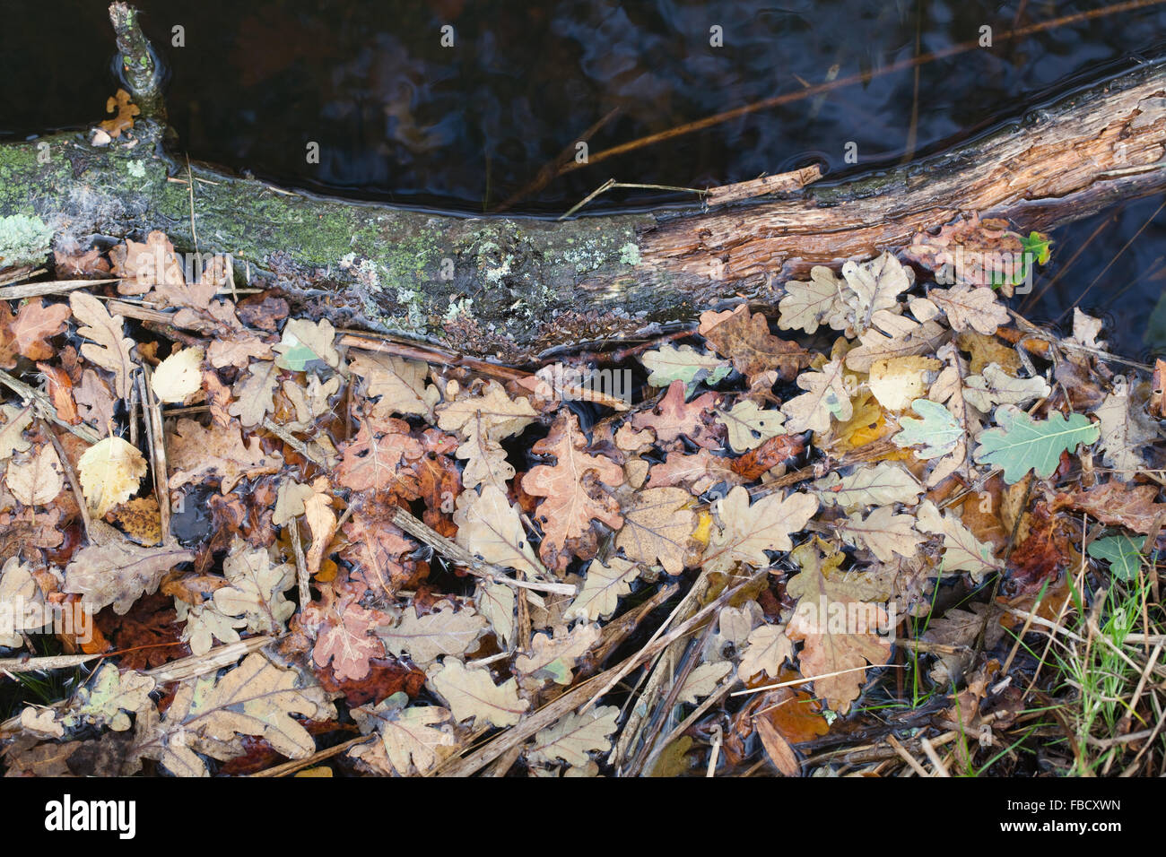 Rovere (Quercus robur). Autunno shed, foglioline da alberi decidui. Galleggia sulla superficie dell'acqua di una diga Broadland. Norfolk Foto Stock