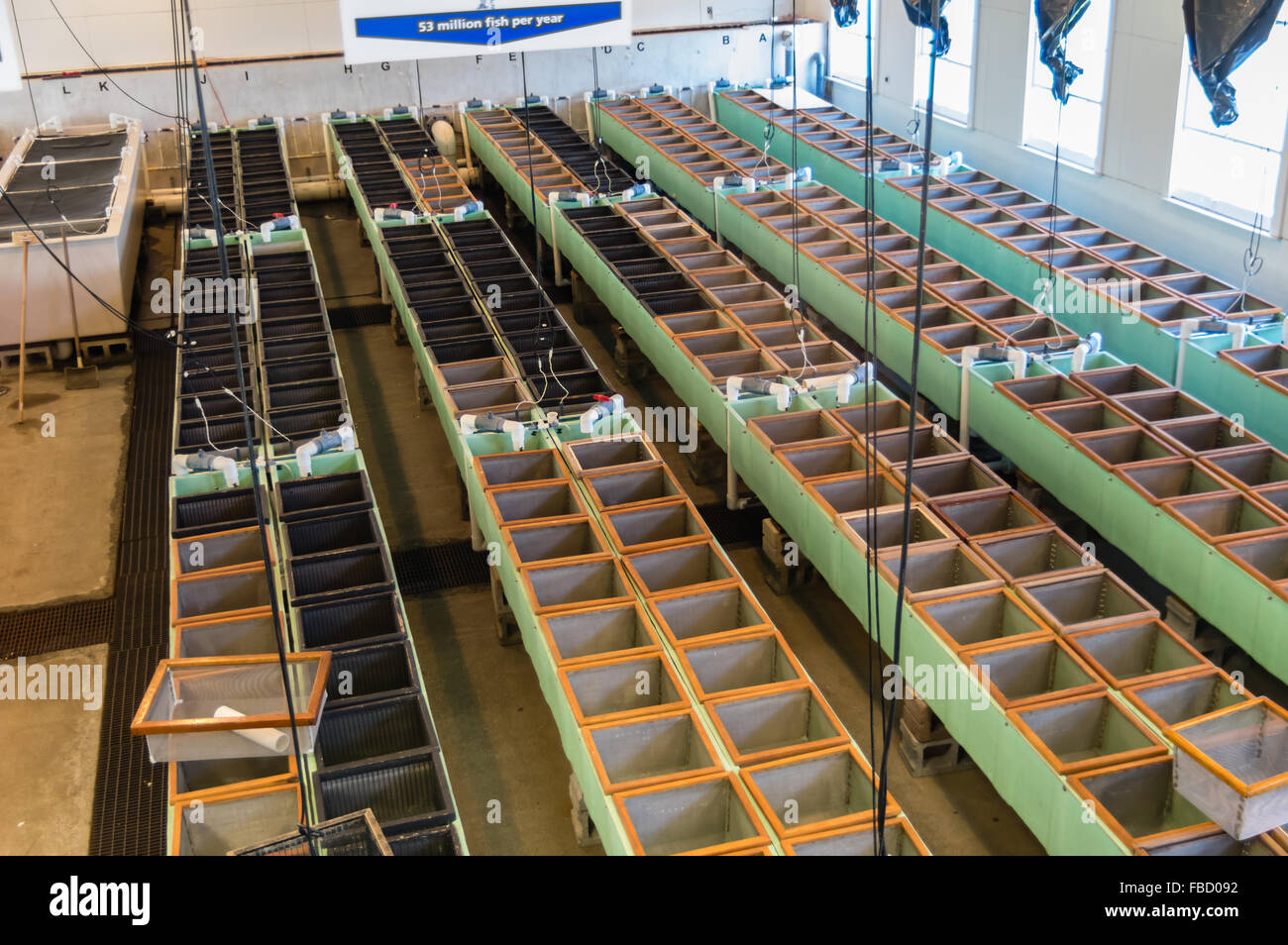 Incubazione delle uova le caselle all'interno dell'incubatoio principale a Bonneville Fish Hatchery. Cascade Locks, Oregon, Stati Uniti d'America Foto Stock