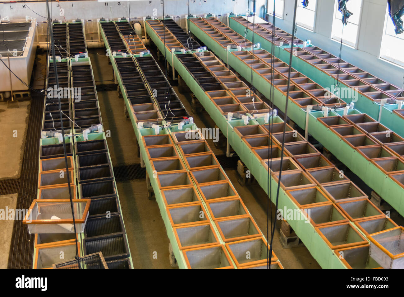 Incubazione delle uova le caselle all'interno dell'incubatoio principale a Bonneville Fish Hatchery. Cascade Locks, Oregon, Stati Uniti d'America Foto Stock