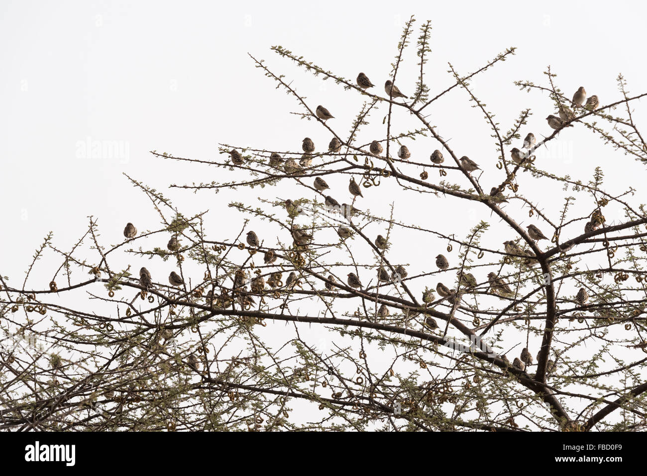 Parte di un gregge di rosso-fatturati Quelea appollaiato in un albero di Acacia a Bishangari in Etiopia Foto Stock