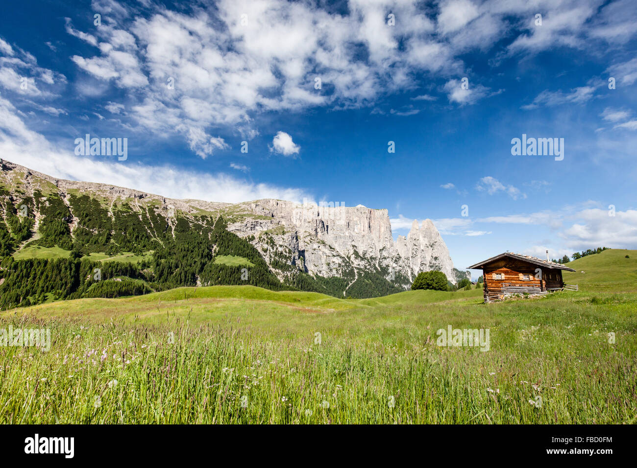 La molla sull'Alpe di Siusi pascoli di montagna nel Parco Naturale Sciliar-Catinaccio, rifugio, dietro lo Sciliar, Dolomiti Foto Stock