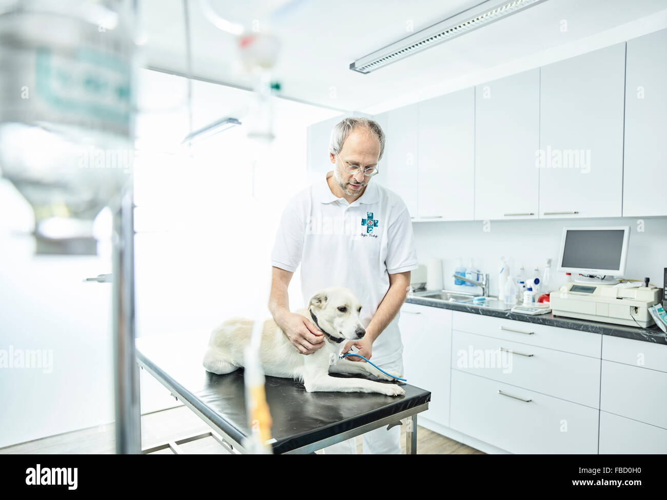 Vet esaminando cane nella pratica veterinaria, Austria Foto Stock