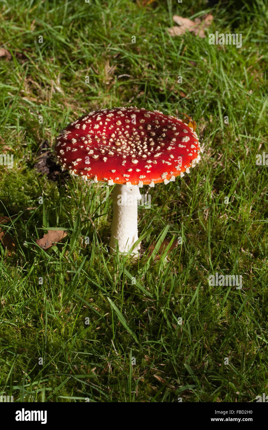 Fly Agaric o volare Amarita (amanita muscaria). Giardino prato, adiacente al bosco con pine (Pinus sylvestris), e la betulla (Betula Foto Stock