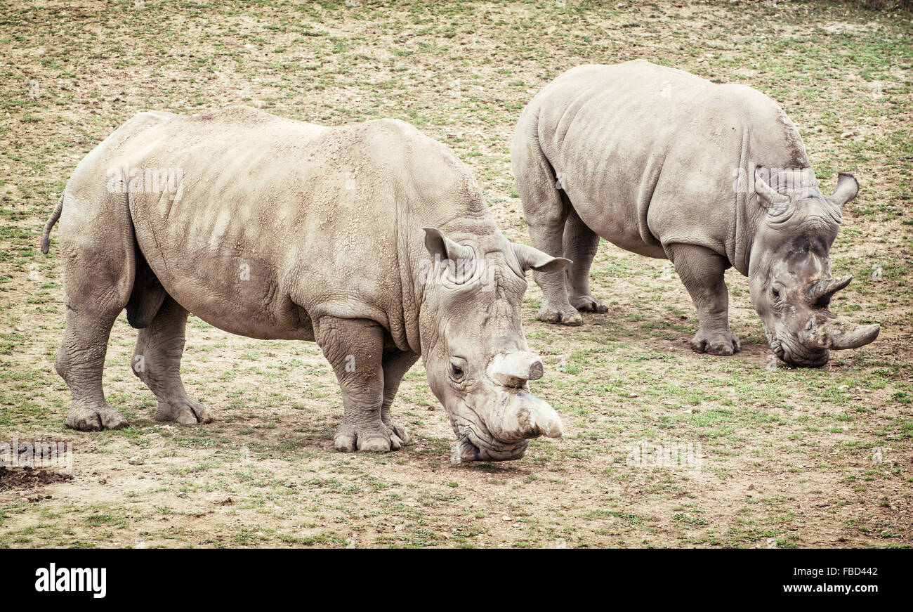 Rinoceronte bianco (Ceratotherium simum simum). Due animali. In modo critico le specie in via di estinzione. Foto Stock