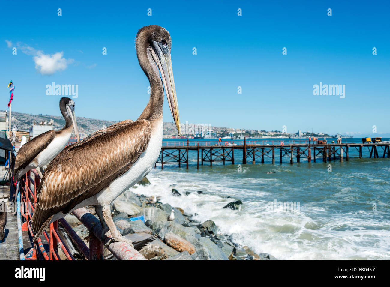 Pelican presso il mercato del pesce di Valparaiso, Cile Foto Stock