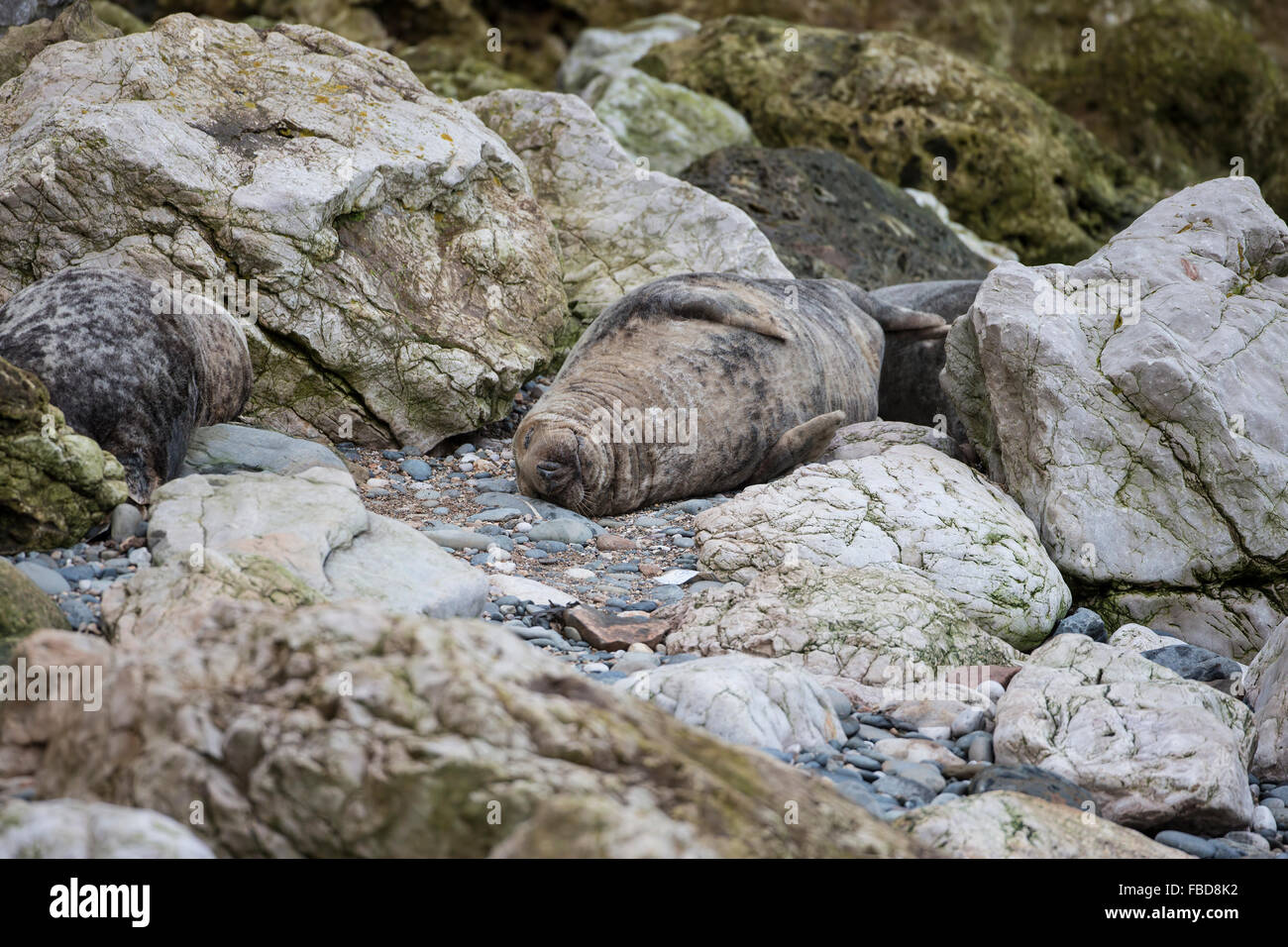 Un giovane Atlantic grigio grigio guarnizione Halichoerus grypus crogiolarsi tra le rocce durante l inverno stagione di riproduzione Foto Stock