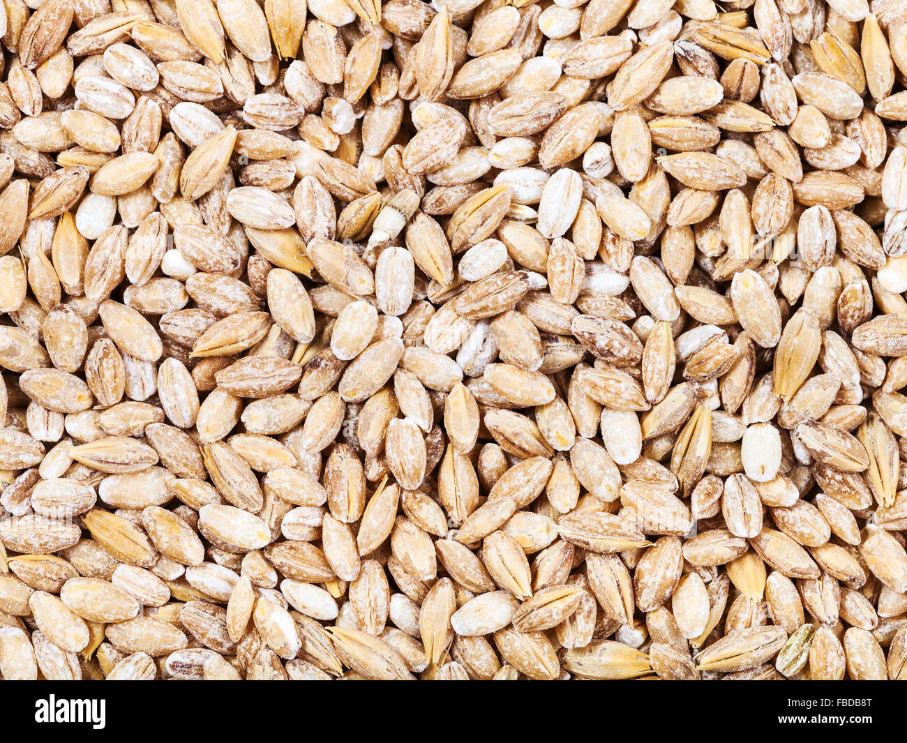 Sfondo di cibo - materie perla semi di orzo Foto Stock