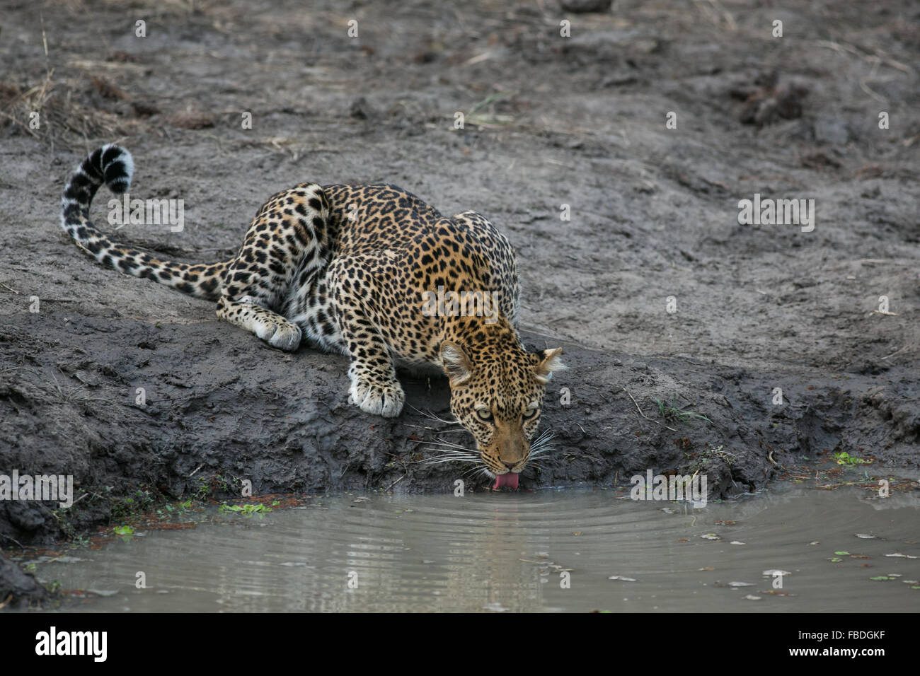 Un africano leopard (Panthera pardus pardus) bere a waterhole, Sud Luangwa, Zambia, Africa Foto Stock