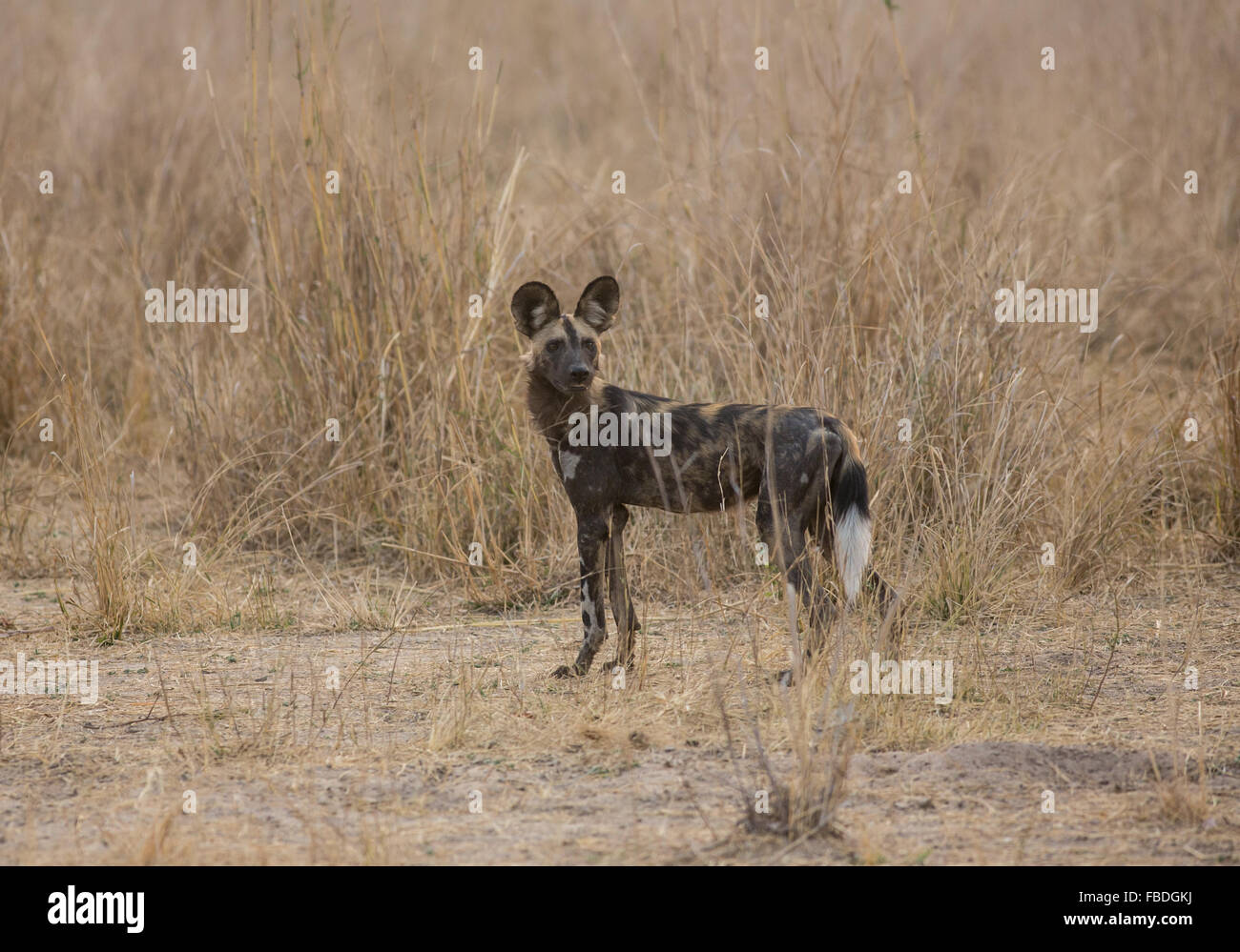 Un africano cane selvatico (Lycaon pictus), Sud Luangwa National Park, Zambia, Africa Foto Stock