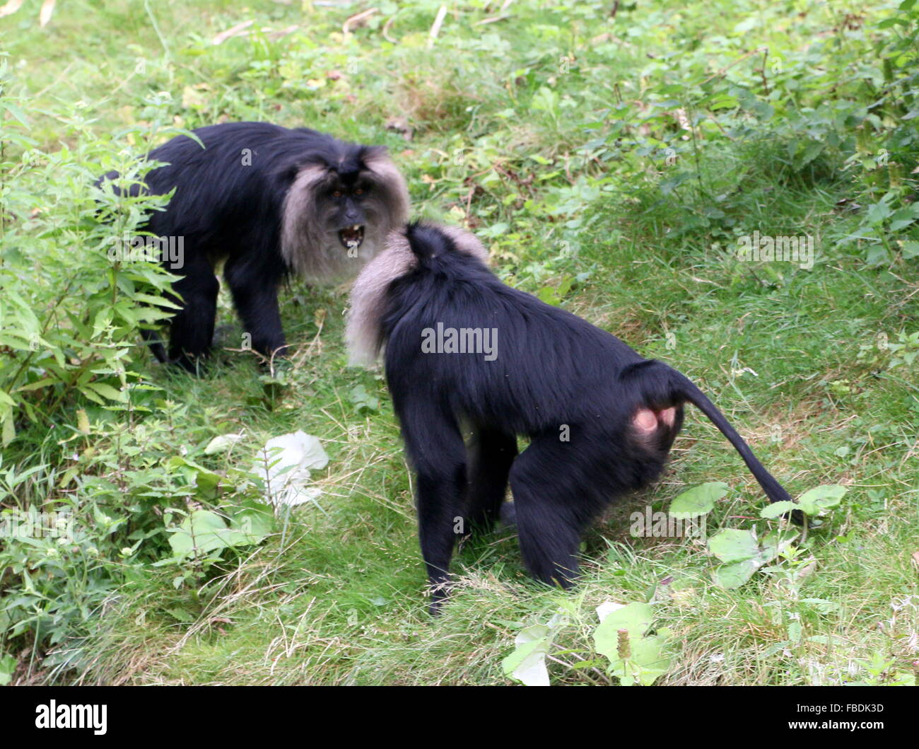 Coppia di maschi aggressivi Indian Lion-tailed macachi o Wanderoos (Macaca silenus) affacciati, denti bared. Foto Stock