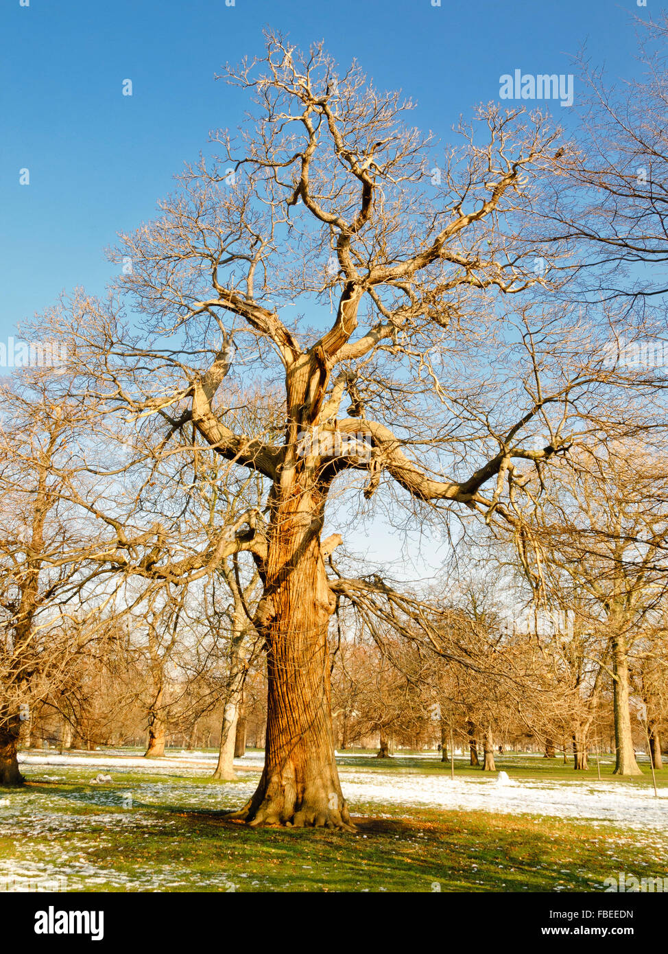 Sweet Chestnut Tree in Kensington Gardens in inverno Foto Stock