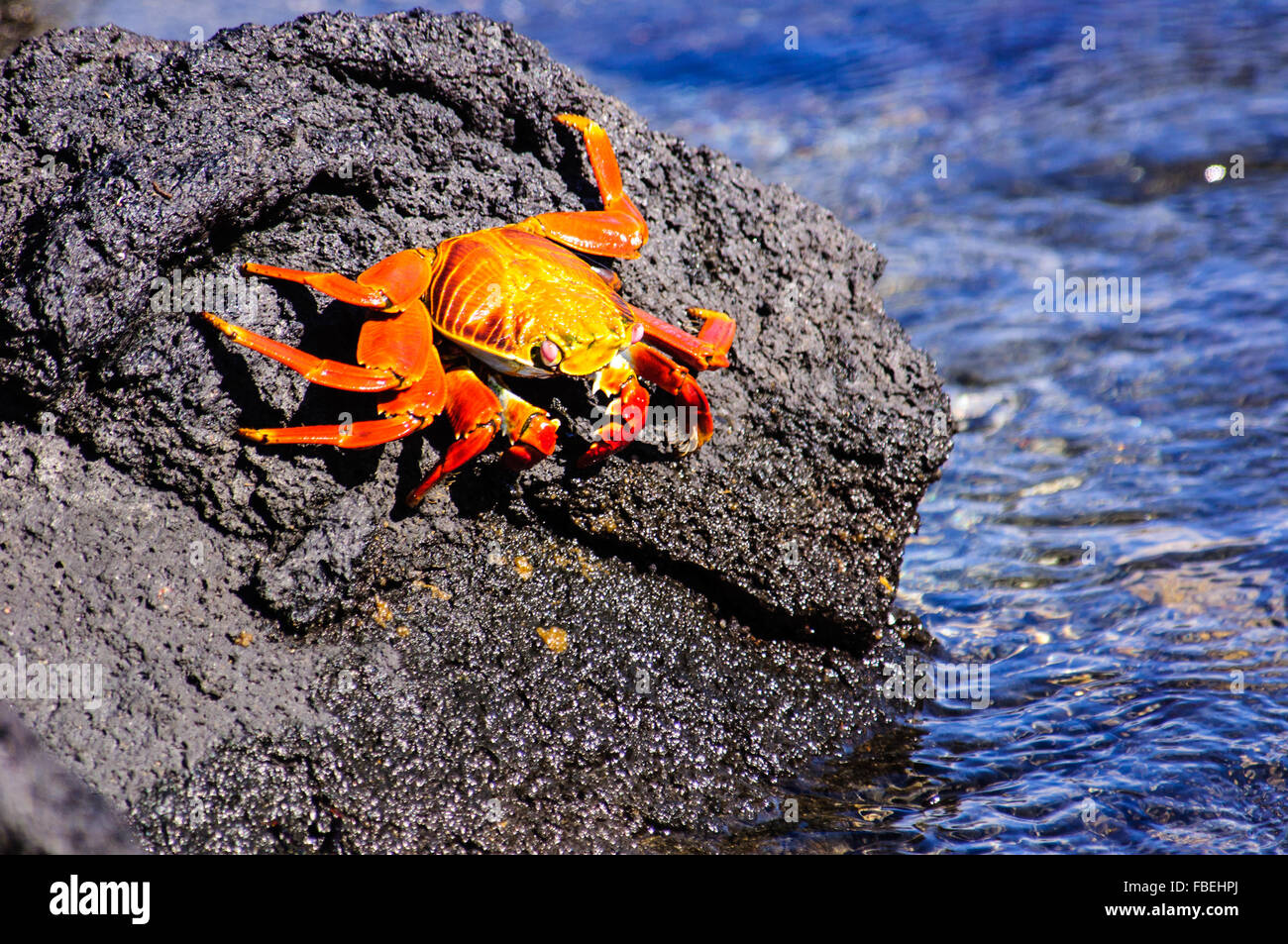 Sally Lightfoot crab sulle rocce Foto Stock