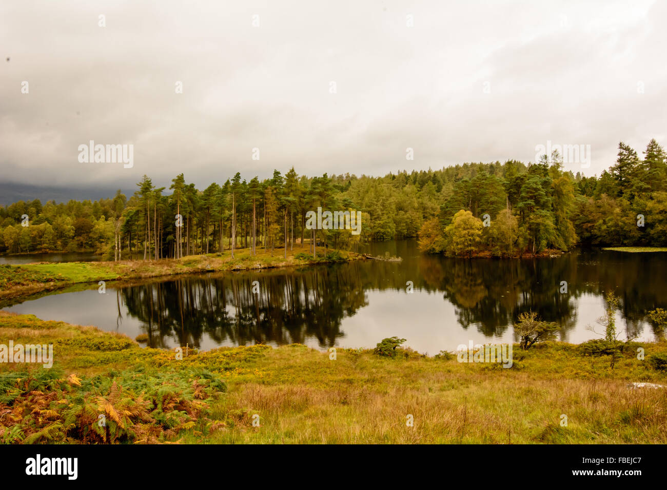 Tarn Hows nel distretto del Lago Foto Stock