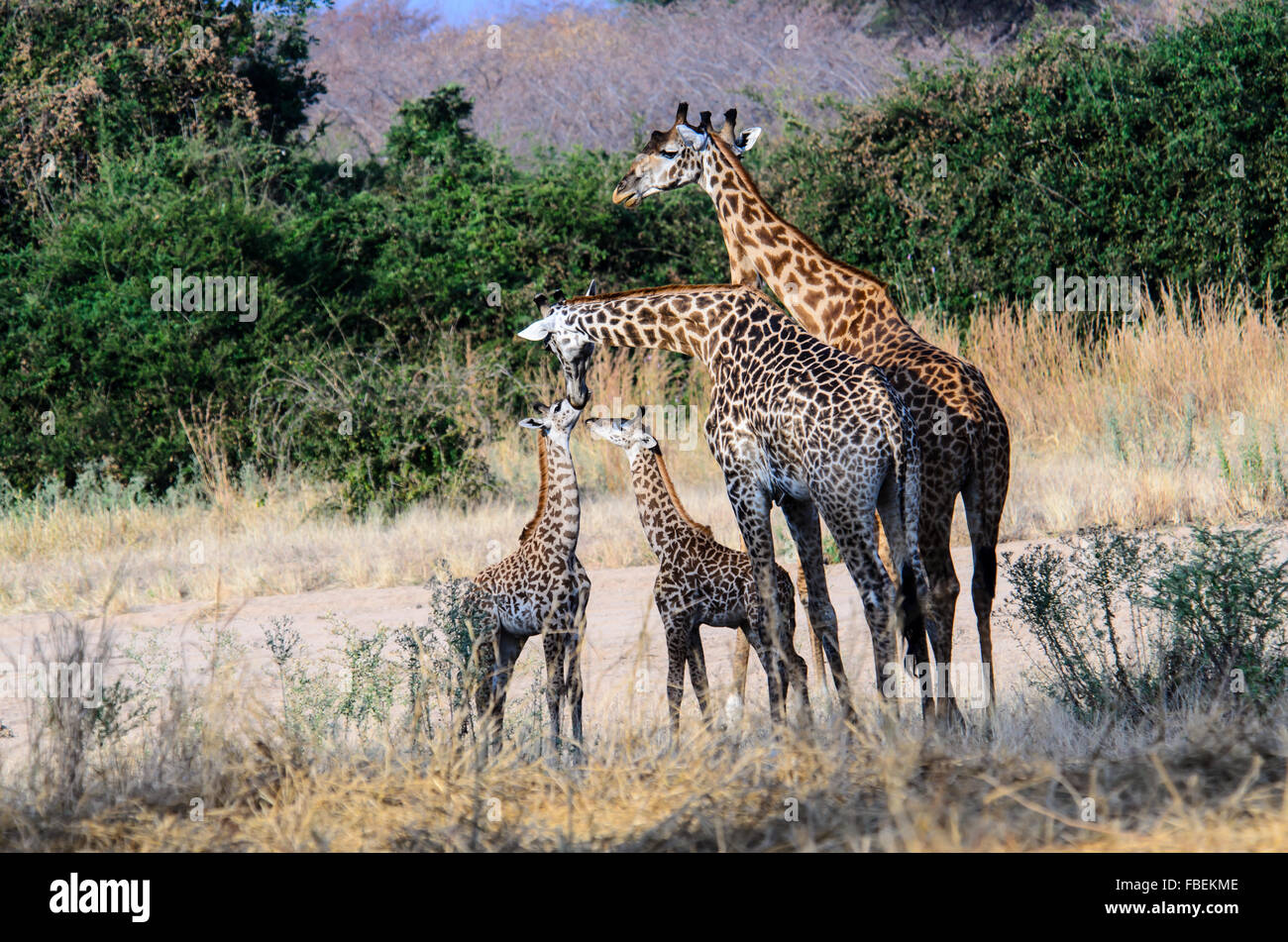 Una giraffa famiglia nel bush africano Foto Stock