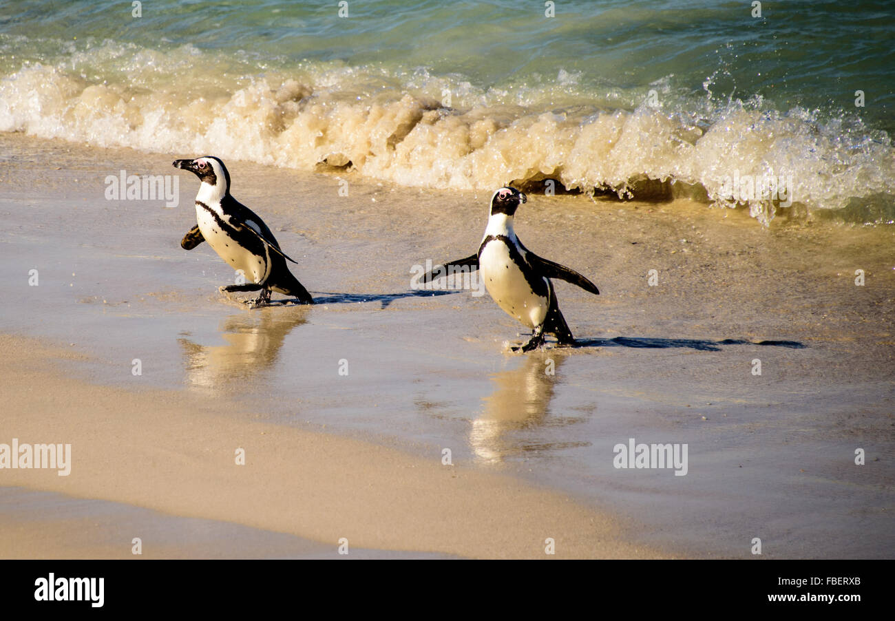 Perky i Penguins africani e le loro ombre swaggering fino alla spiaggia Foto Stock